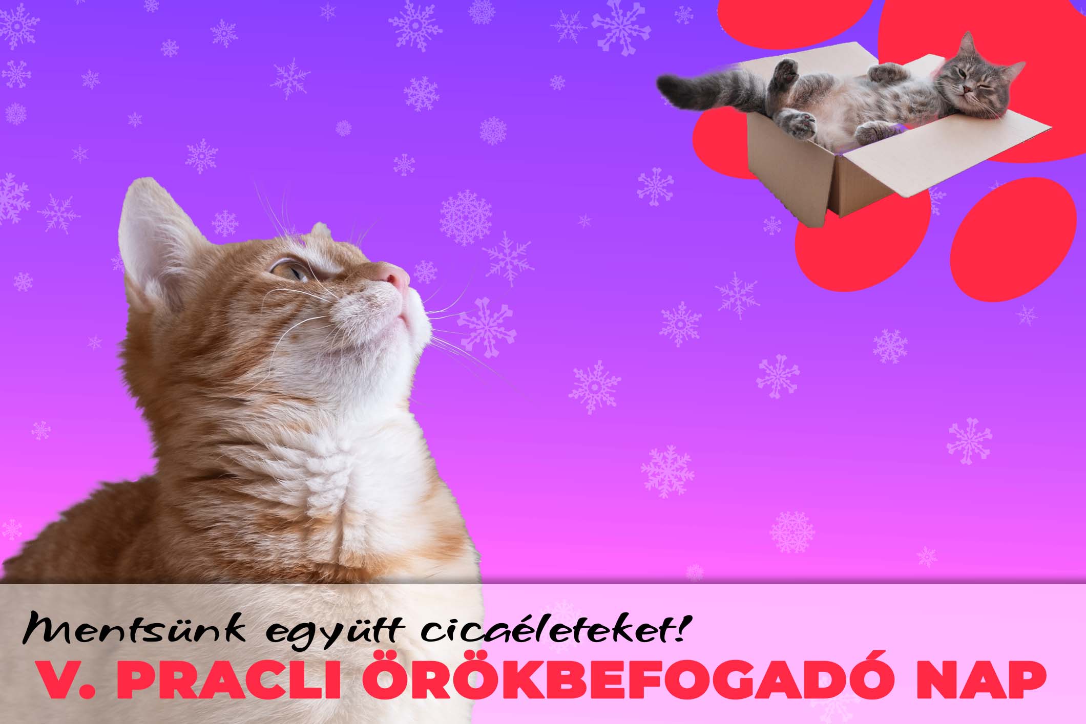 5- örökbefogadó nap - Győri Puha Praclik