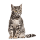 Mária Gerencsér pet photo