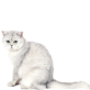 Nikoletta Tamássy  pet photo