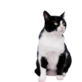 Éva Ládi pet photo