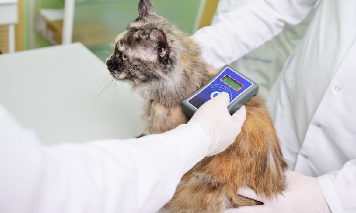 cica microchip
