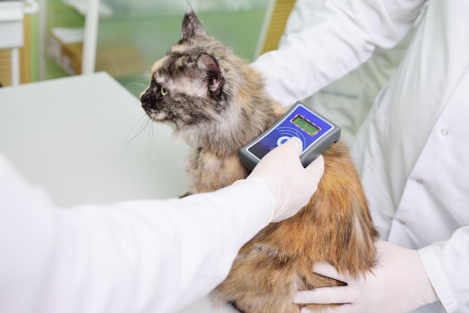 cica microchip