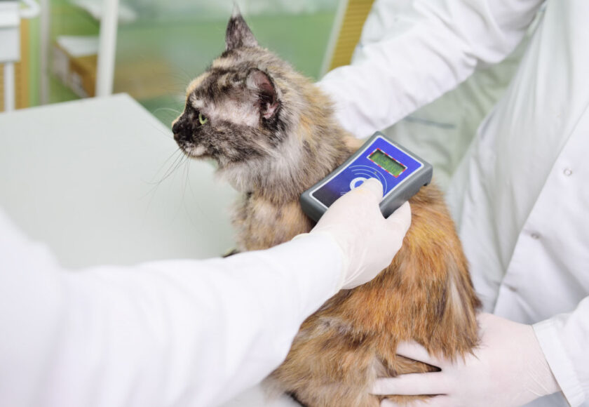 cica microchip
